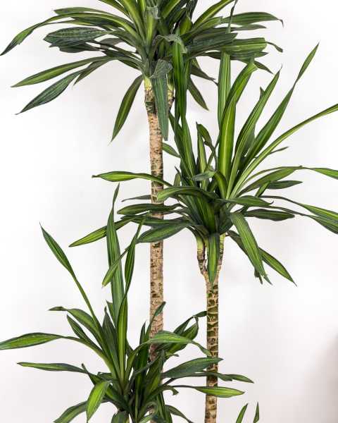 Foliage Foliage
