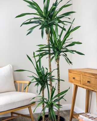 Dracaena Lemon Lime 4-3-2-1