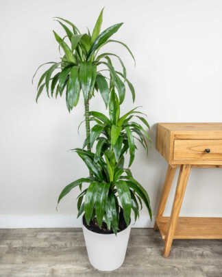 Dracaena Lisa