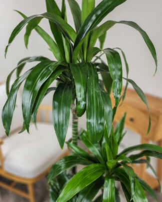 Dracaena Lisa