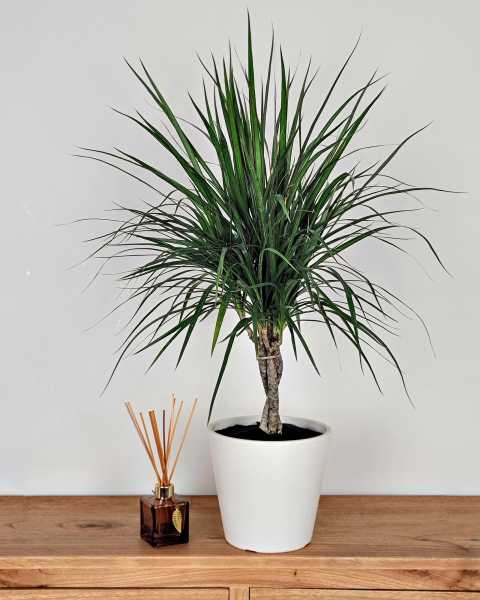 Medium, Braided Medium, Braided