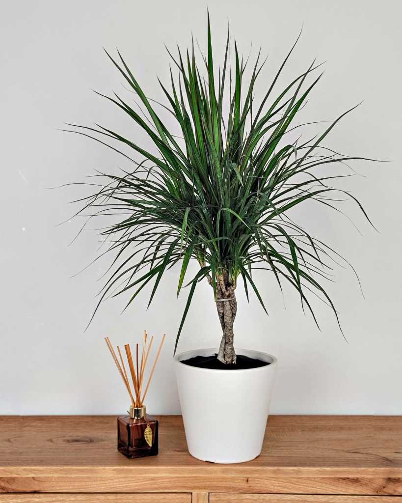 Dracaena marginata