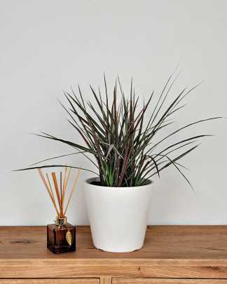 Dracaena marginata - Medium, Bush