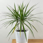 dracaena marginata cane