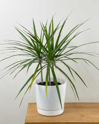 dracaena marginata cane