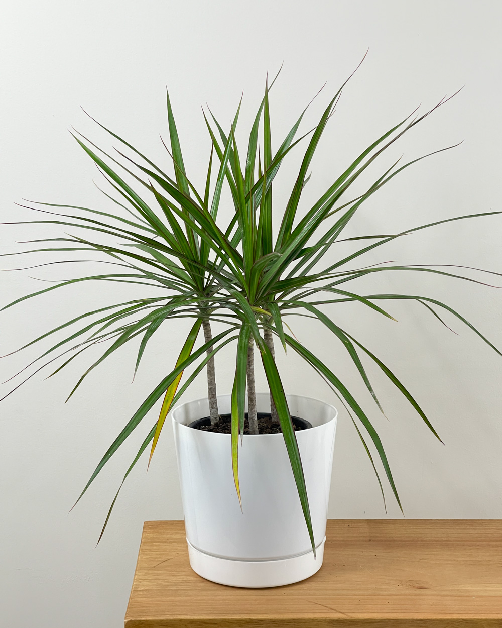 Dracaena Madagascar Dragon Tree |