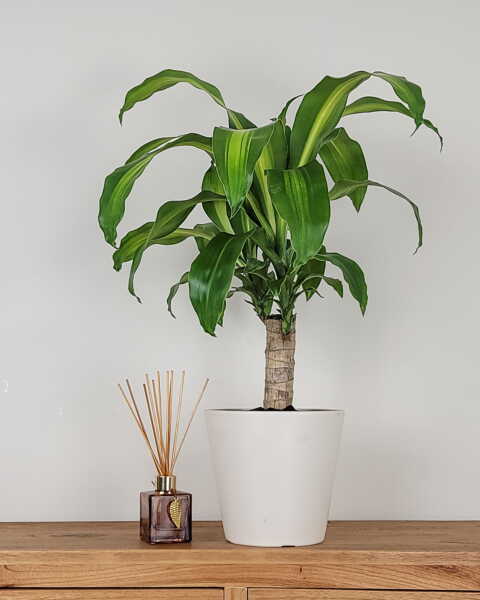 Medium, Single Cane Medium, Single Cane