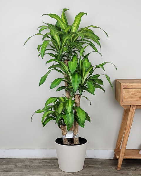 Large, 3 Cane Large, 3 Cane
