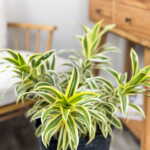 Dracaena Song of India
