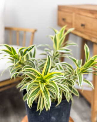 Dracaena Song of India