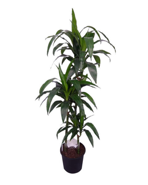 Large Cane