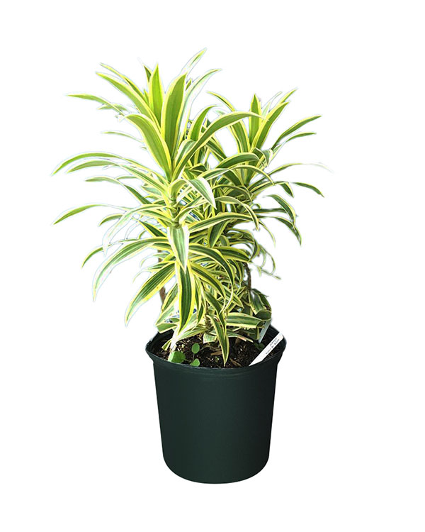 Buy Dracaena reflexa 'Song of India', Pleomele, Dracaena reflexa