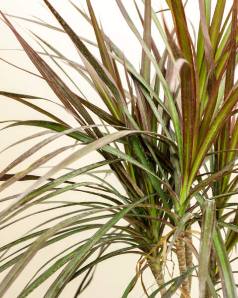 Foliage Foliage