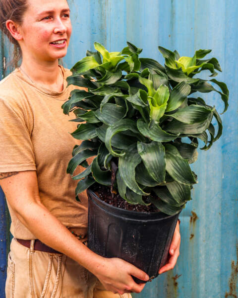 Large Bush