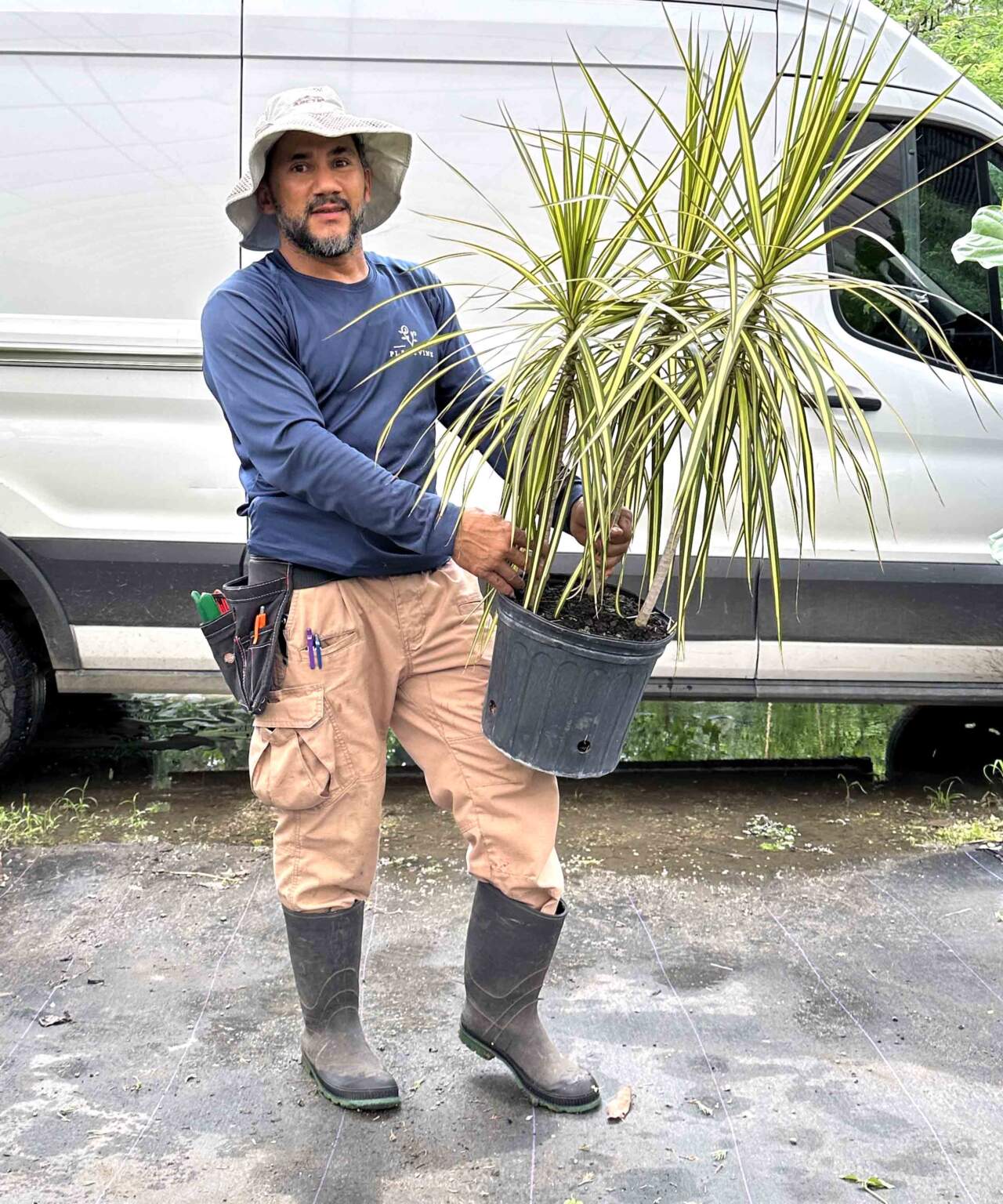 Dracaena ‘Kiwi’ PlantVine