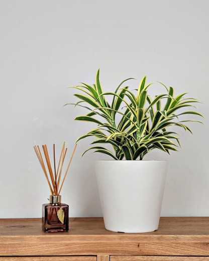 jungle growth potting mix Mother Earth J.A.W.S.  Just Add Water Super Soil for Home Growers