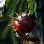 Dragon Fruit