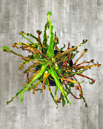 Dreadlock Croton