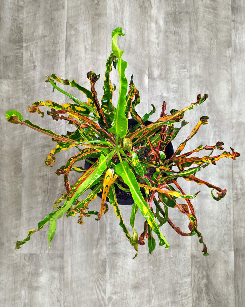 Croton Varieties PlantVine