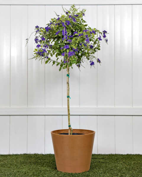 Large, Tree Large, Tree