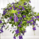 Duranta Sapphire Shower