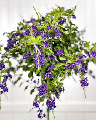 Duranta Sapphire Shower