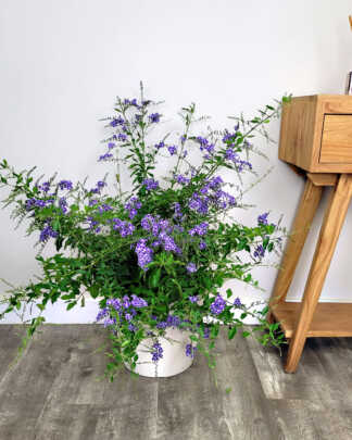 Duranta Sapphire Showers