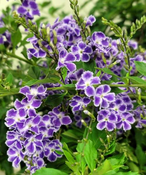 Flowers Flowers