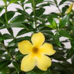 Dwarf Allamanda