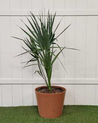Dwarf Blue-Stem Palmetto - Extra Large