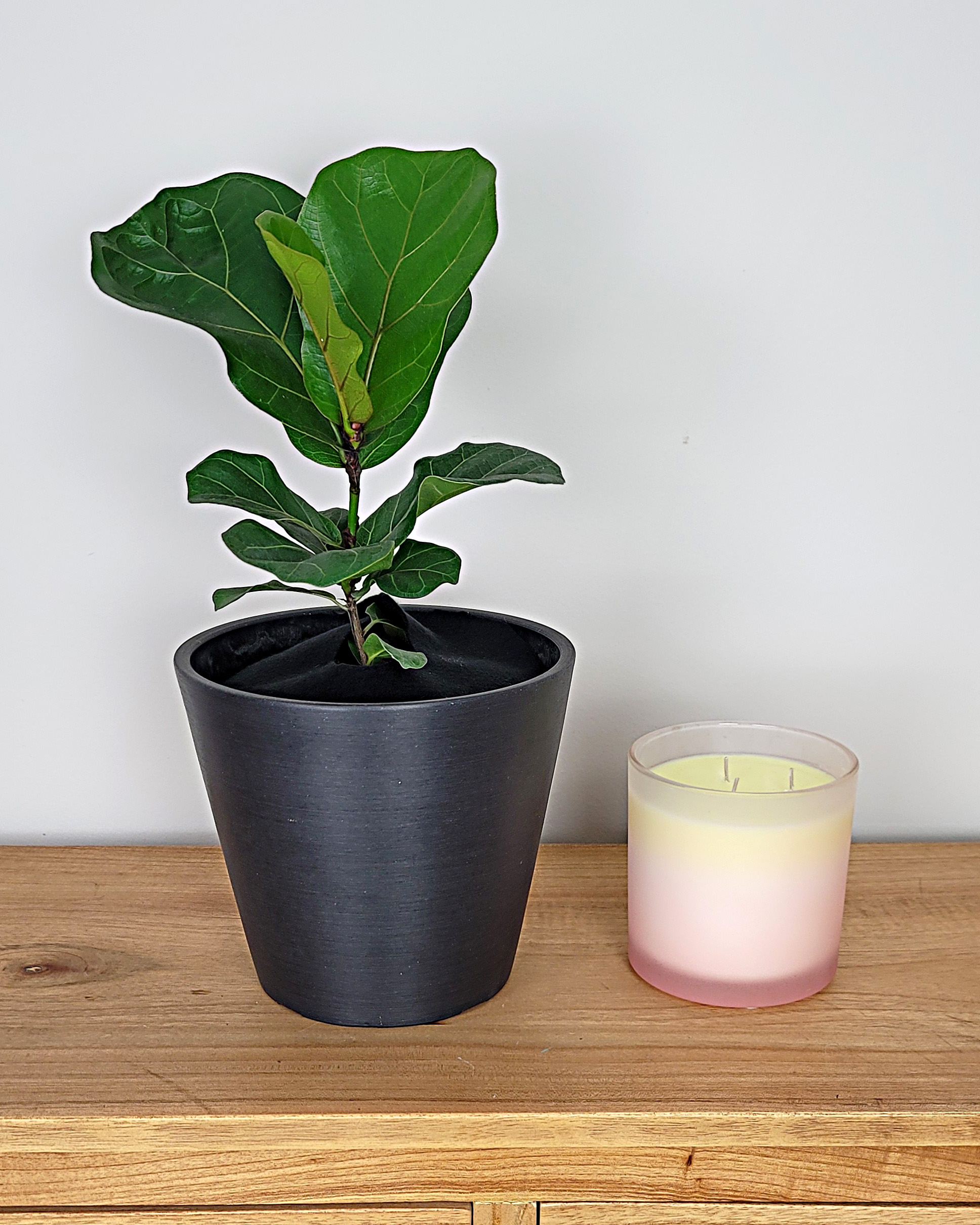 Dwarf Fiddle Leaf Fig Mother’s Day Bundle PlantVine
