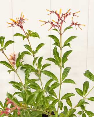 Hamelia patens 'Nodosa', Dwarf Firebush, Hummingbird Bush, African Firebush