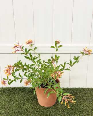 Hamelia patens 'Nodosa', Dwarf Firebush, Hummingbird Bush, African Firebush - Medium