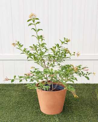 Hamelia patens 'Nodosa', Dwarf Firebush, Hummingbird Bush, African Firebush - Large