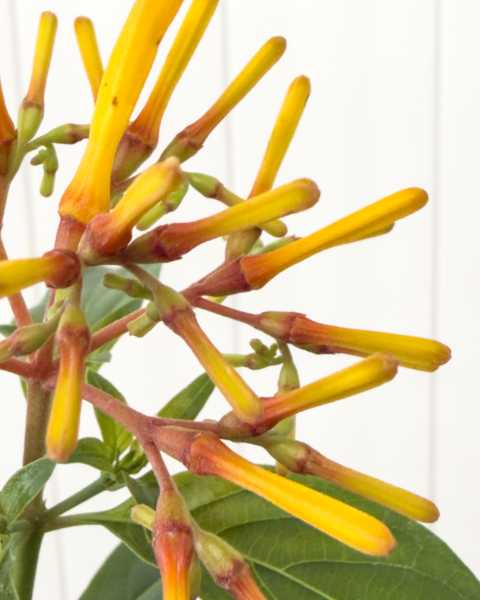 Flower 2