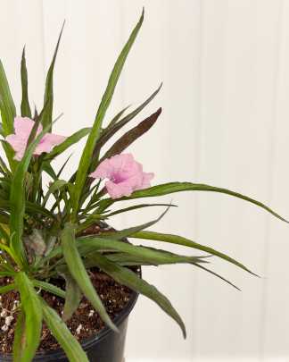 Dwarf Mexican Petunia Pink