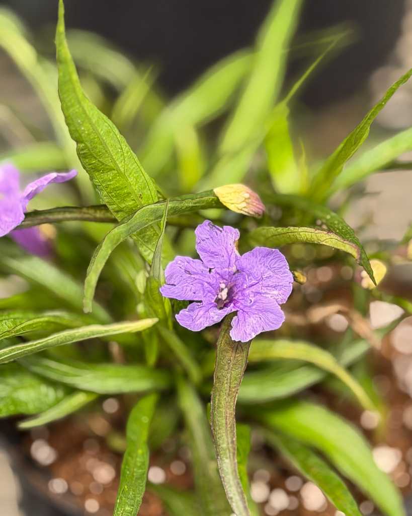 Dwarf Mexican Petunia Purple