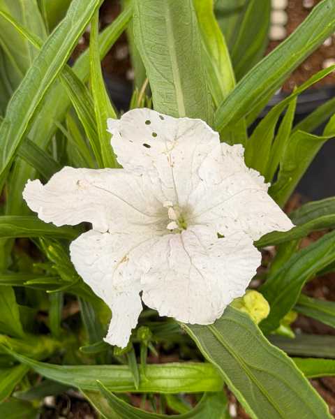 Flower