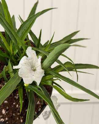 Dwarf Mexican Petunia White