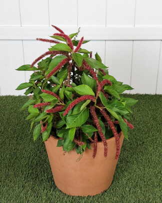 Dwarf Trailing Chenille Plant