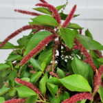 Dwarf Trailing Chenille Plant