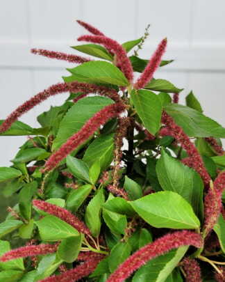 Dwarf Trailing Chenille Plant
