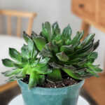 Echeveria Black Prince