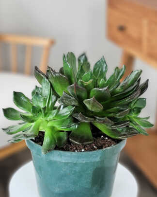 Echeveria Black Prince