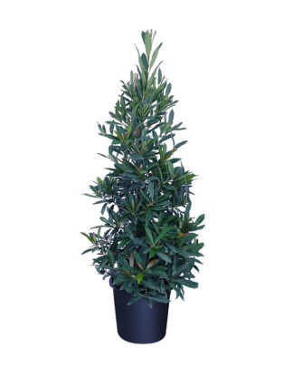 elaeocarpus decipiens large
