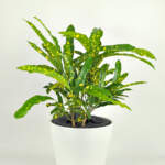 Eleanor Roosevelt Croton