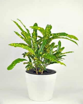 Eleanor Roosevelt Croton