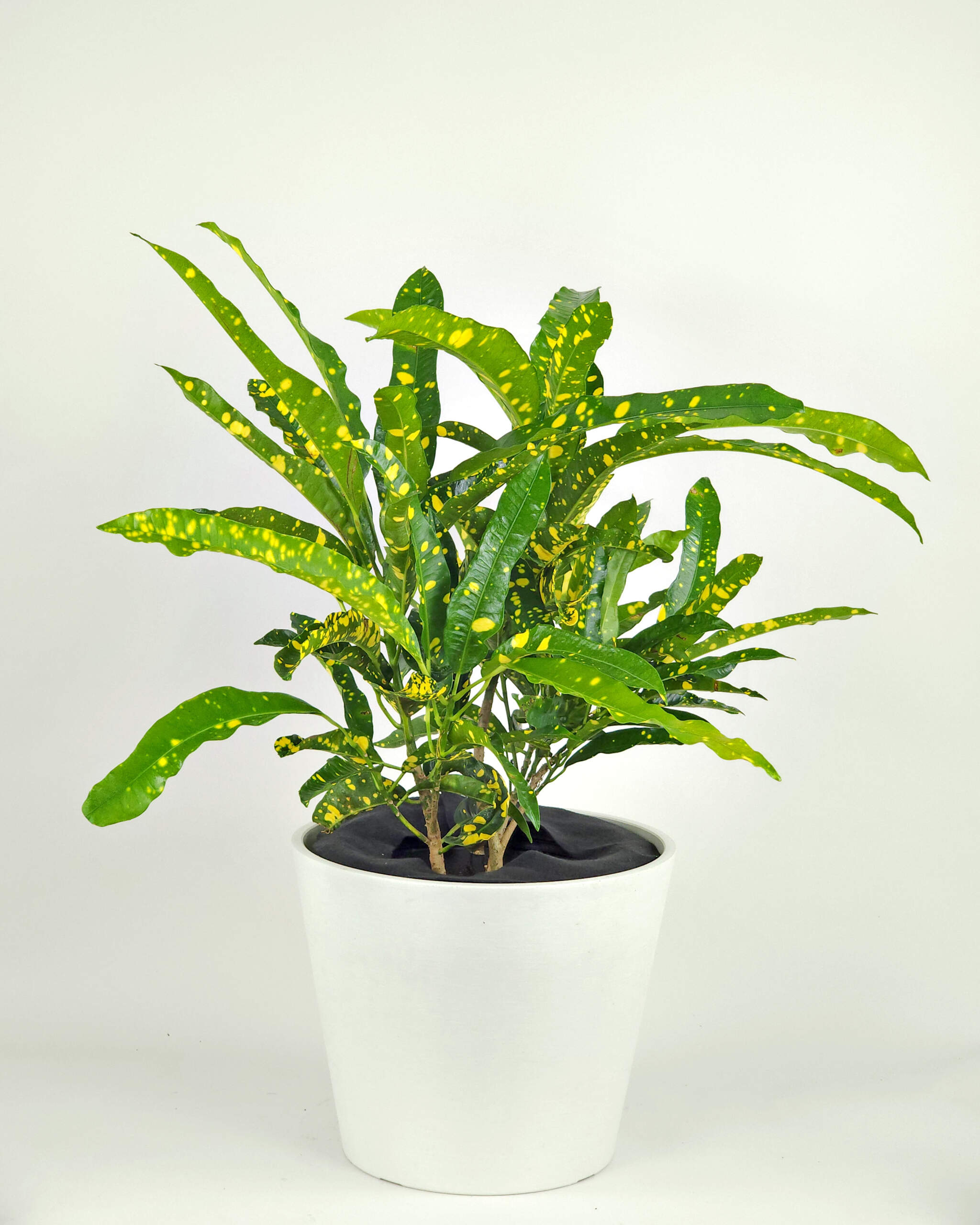 Croton ‘Eleanor Roosevelt’ PlantVine