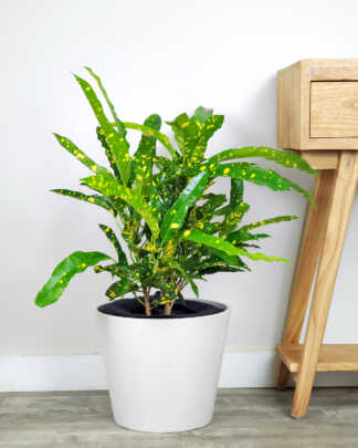 Eleanor Roosevelt Croton