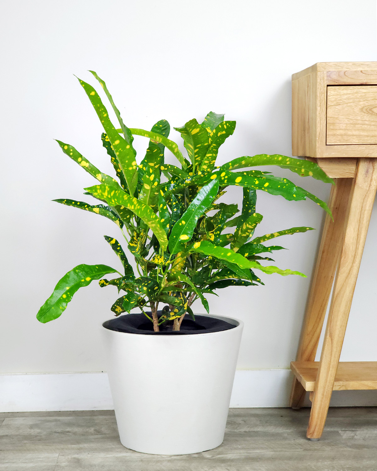 Croton ‘Eleanor Roosevelt’ | PlantVine